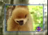 mono loco - Videos Orange